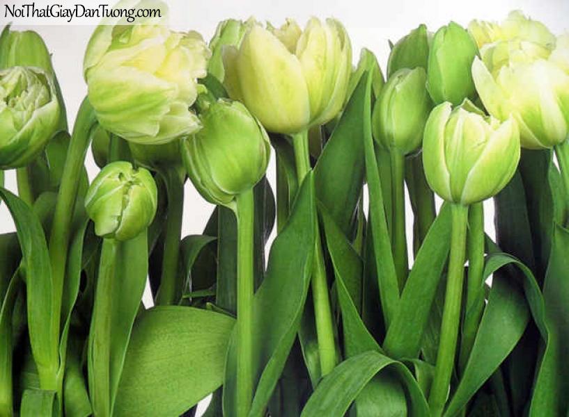 Tranh dán tường Komar (Đức) 8-900 - Hoa tulip