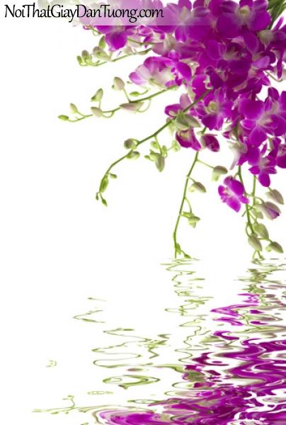 Tranh dán tường | những cành hoa lan tím soi bóng nước