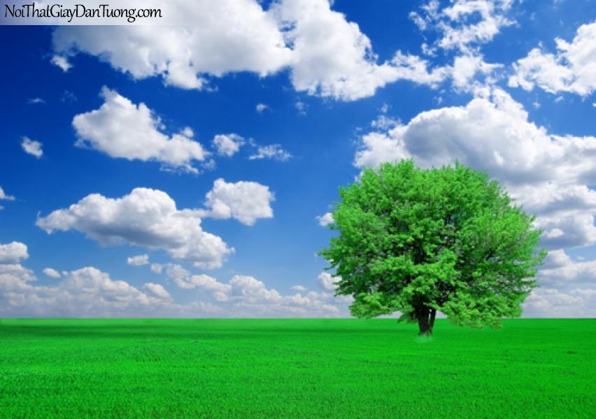 Tranh dán tường, bầu trời xanh, đồng cỏ xanh, cây xanh DA0023