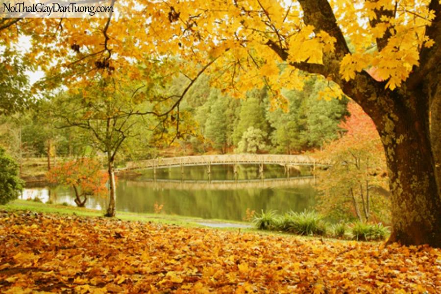 Tranh dán tường, cây cầu hồ nước và là vàng rụng giữa mùa thu DA0098