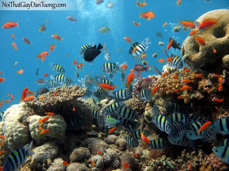 DA1124 - Biển - san hô - cá tôm như thiên đường dưới nước