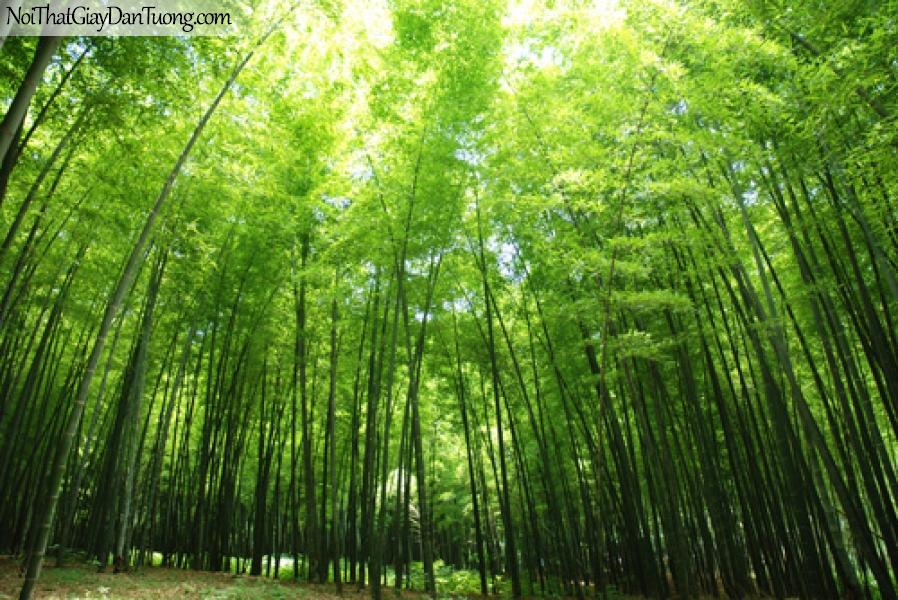 Tranh dán tường rừng re, rừng trúc xanh mát DA0101