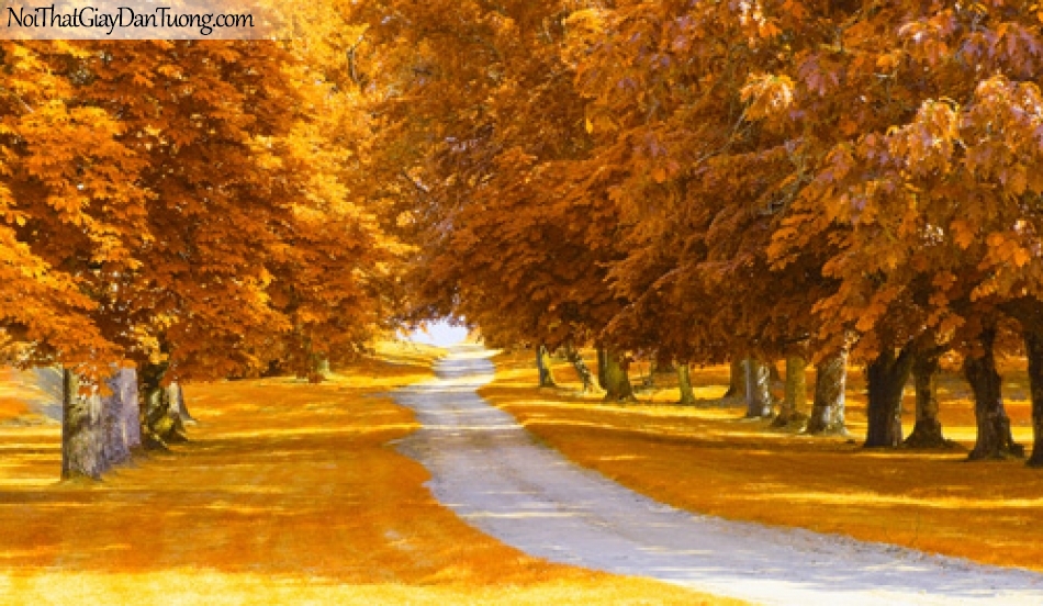 Tranh dán tường con đường hai hàng cây lá vàng của mùa thu DA0156