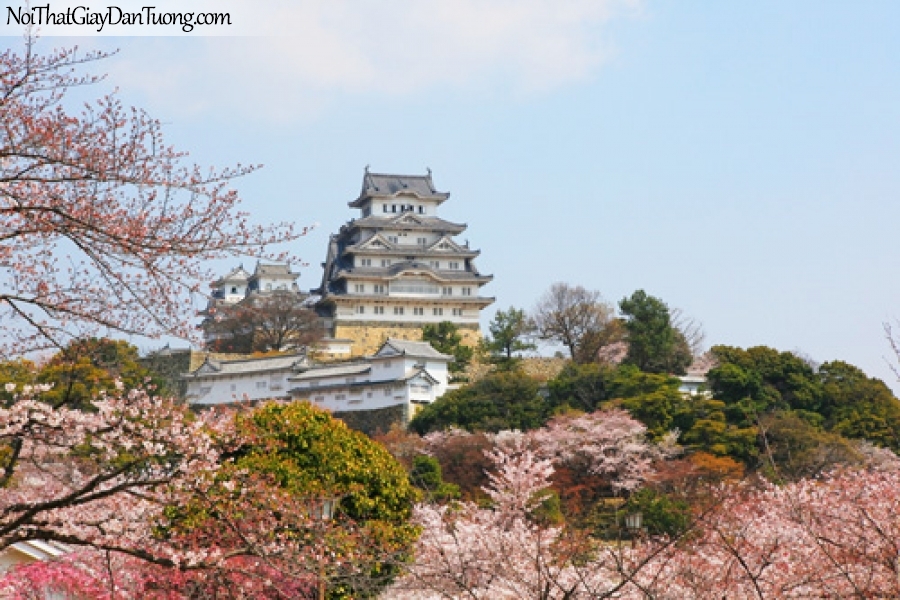 Tranh dán tường, Lâu đài nổi tiếng của Nhật Himeji-jo và mùa xuân hoa anh đào DA0152