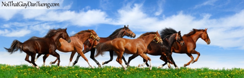 Tranh dán tường, những chú ngựa chạy trên thảo nguyên đầy cỏ DA0312