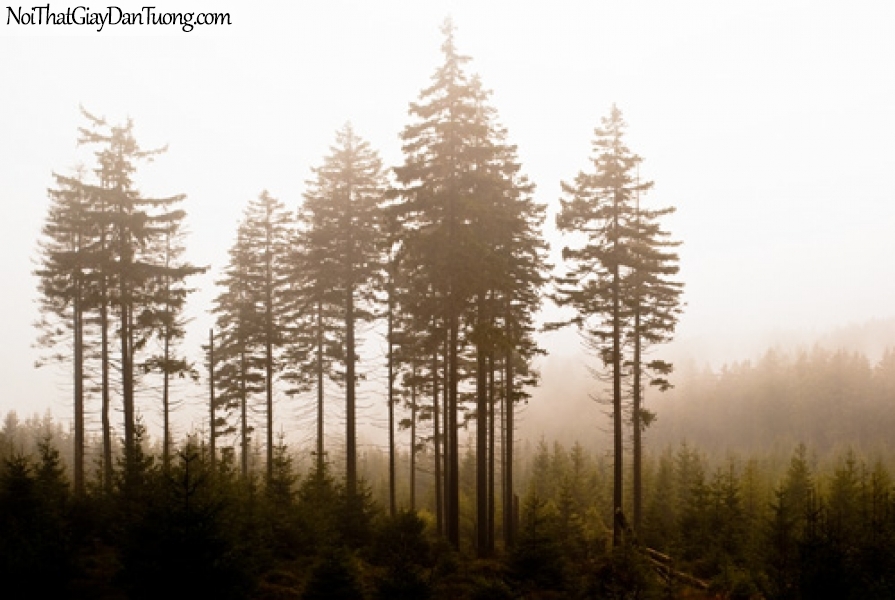 Tranh dán tường, rừng cây thông trong sương mù DA0347