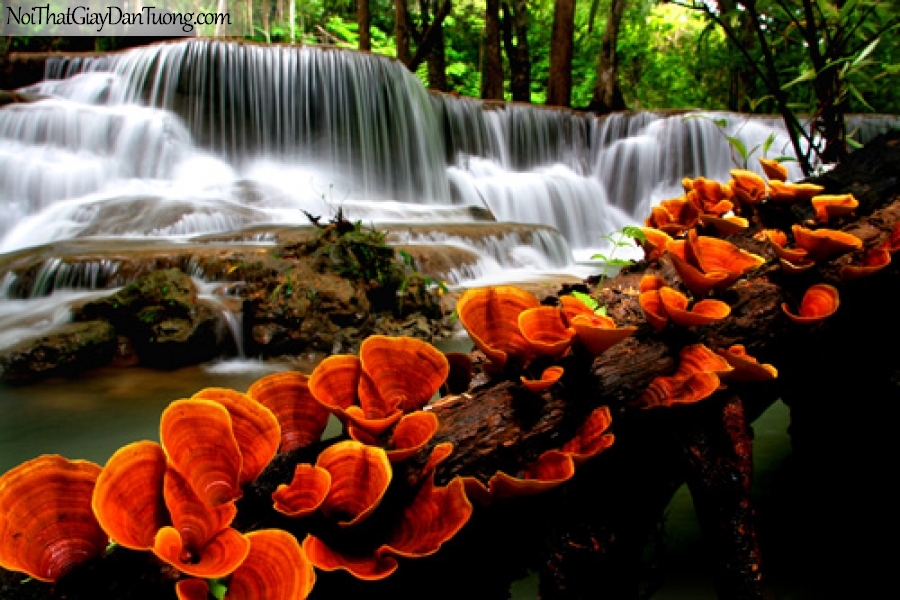 Tranh dán tường, vẻ đẹp mê hồn của thác nước chảy từ rừng xanh với những cây nấm đỏ DA3079