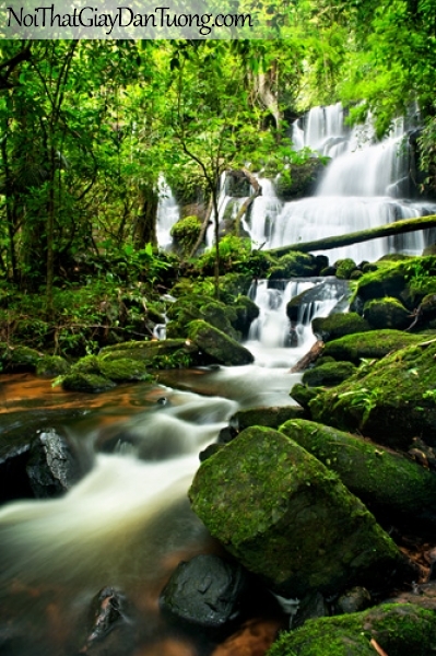 Tranh dán tường, vẻ đẹp mê hồn của thác nước giữa rừng xanh với những mỏm đá đầy rêu xanh DA3101