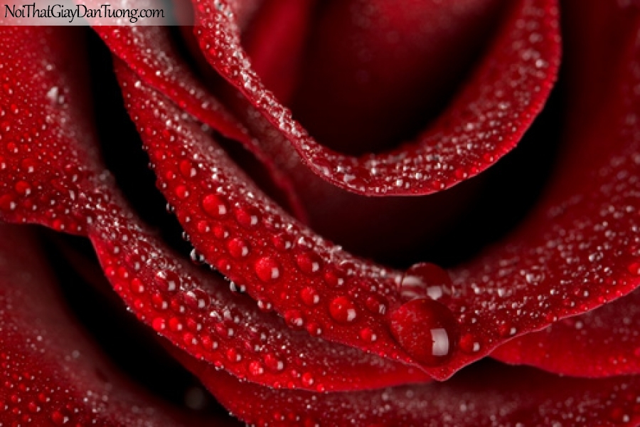 Tranh dán tường , bông hoa hồng lung linh tươi đẹp DA2075