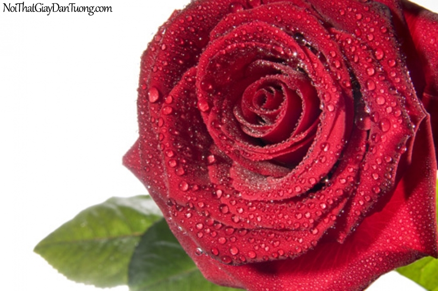 Tranh dán tường , bông hoa hồng xinh xắn tươi đẹp DA2080