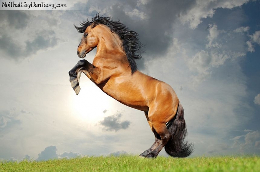 Tranh dán tường |chú ngựa trên thảo nguyên xanh DA003