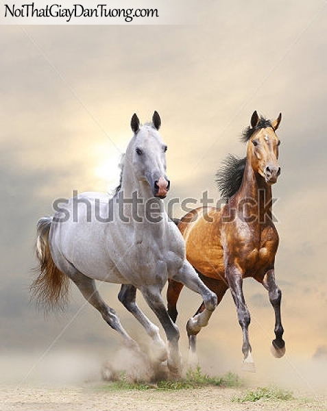 Tranh dán tường | những chú ngựa đang đua tài cùng nhau DA017