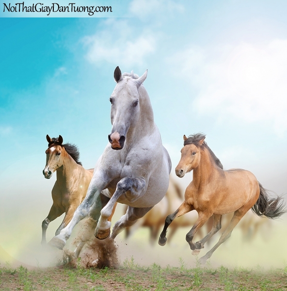 Tranh dán tường | những chú ngựa đua nhau giữa bầu trời xanh DA011
