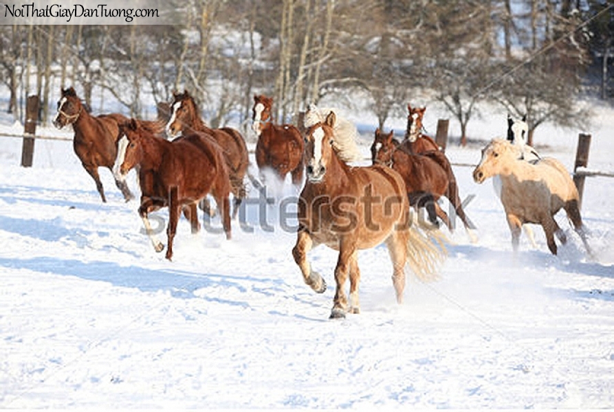 Tranh dán tường | những chú ngựa thần tốc đua nhau trên khu rừng phủ đầy tuyết DA016