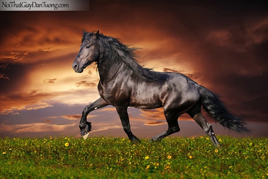 Tranh dán tường | sự uy nghi dũng mãnh của chú ngựa trên thảo nguyên và bầu trời DA015