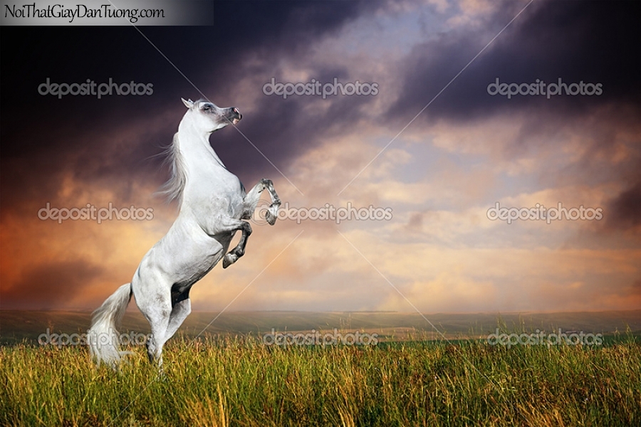 Tranh dán tường | bức tranh chú ngựa hí vang trời giữa thảo nguyên DA024