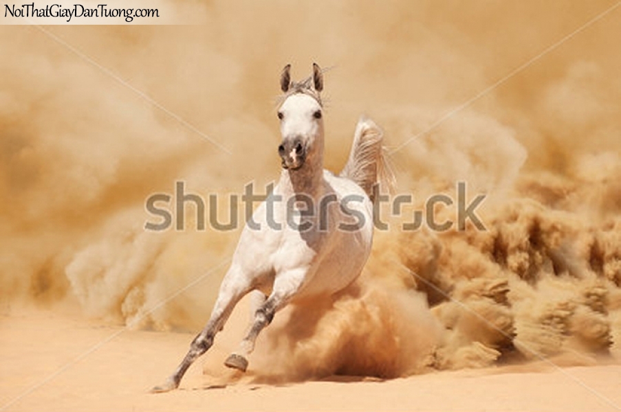 Tranh dán tường | bức tranh chú ngựa phi trên thảo nguyên dung mãnh đầy cát và bụi DA025
