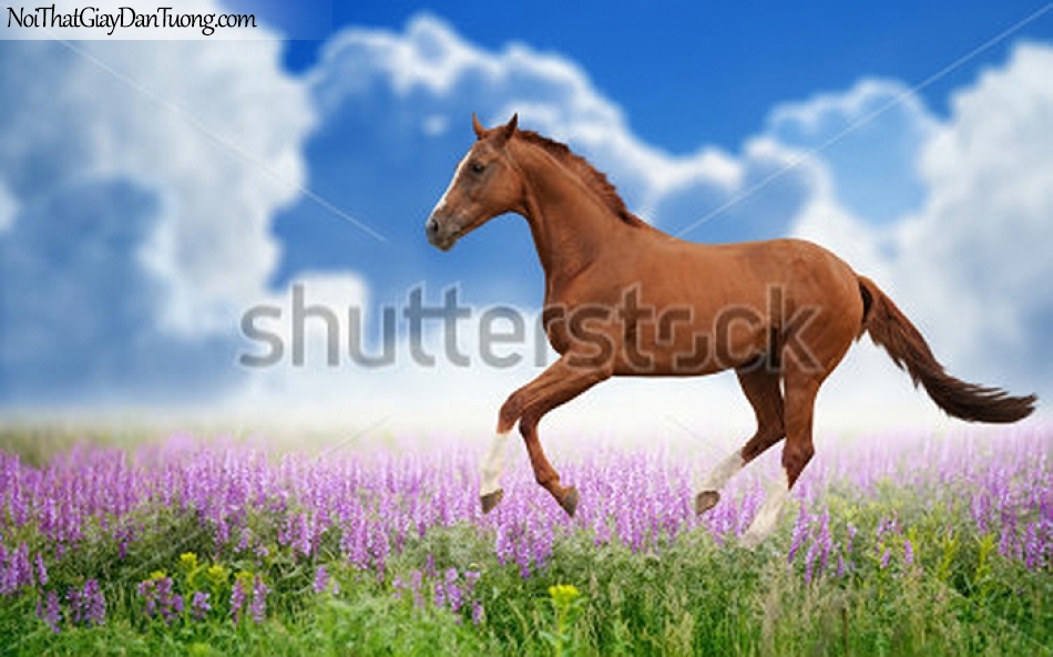 Tranh dán tường | bức tranh chú ngựa trên thảo nguyên nhiều hoa DA047