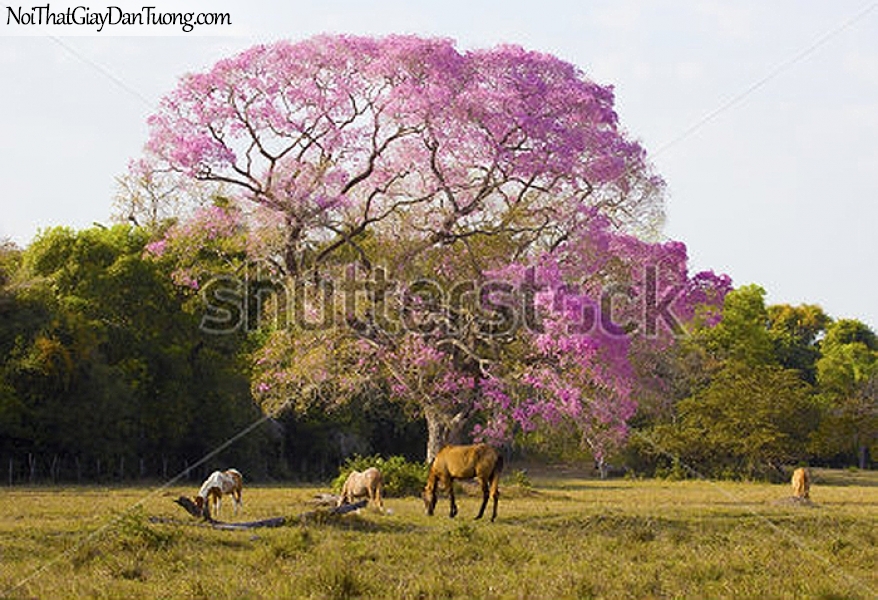 Tranh dán tường | bức tranh những chú ngựa ăn cỏ trên thảo nguyên xanh DA043
