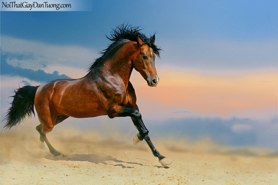Tranh dán tường | Bức tranh chú ngựa dũng mãnh trên sa mạc rộng lớn DA058