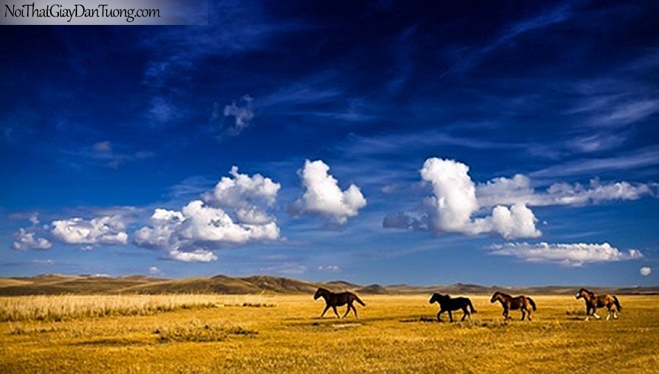 Tranh dán tường | những chú ngựa chạy trên thảo nguyên bao la DA068