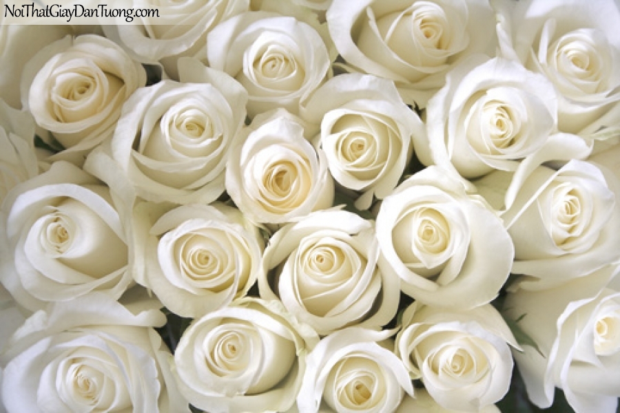 Tranh dán tường | Bức tranh những bông hoa hồng trắng đang khoe sắc DA2126