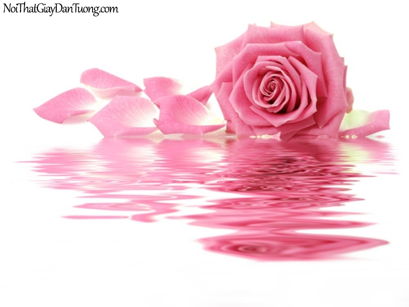 Tranh dán tường | Bức tranh bông hoa hồng đang khoe sắc trên mặt nước DA2166