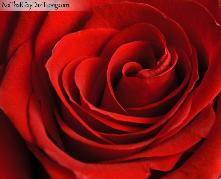 Tranh dán tường | Bức tranh bông hoa hồng tuyệt đẹp DA2152