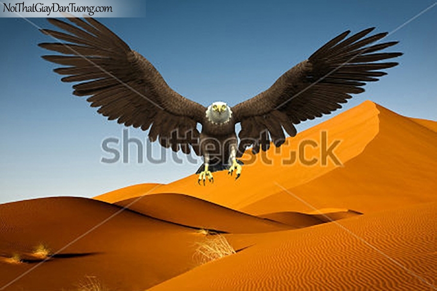 Tranh dán tường , ngắm chim đại bàng trên đồi sa mạc DA363