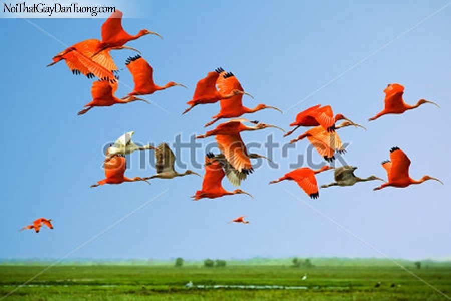 Tranh dán tường , ngắm đàn chim bay qua cánh đồng DA371