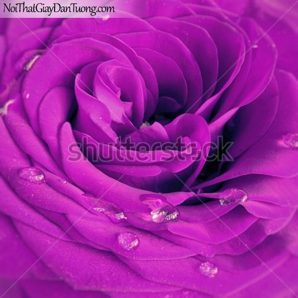 Tranh dán tường | Bức tranh bông hoa hồng tuyệt đẹp DA2352