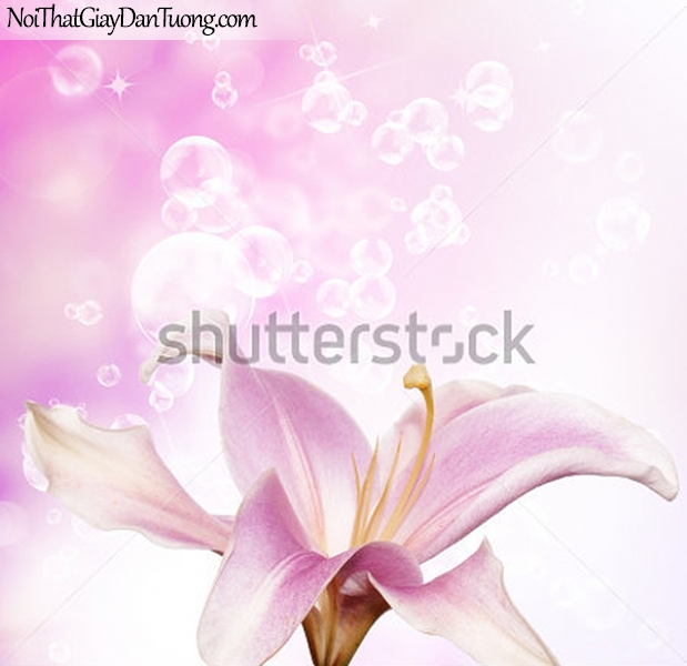 Tranh dán tường | Bức tranh bông hoa lan tuyệt đẹp DA2325