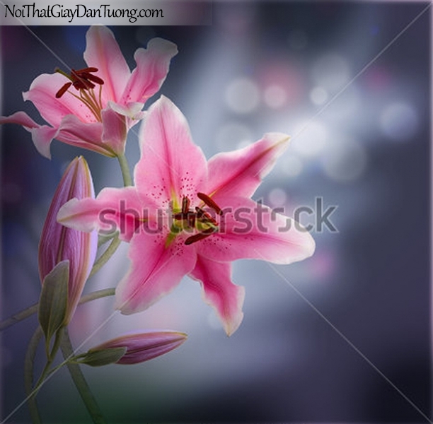 Tranh dán tường | Bức tranh bông hoa lan tuyệt đẹp DA2328