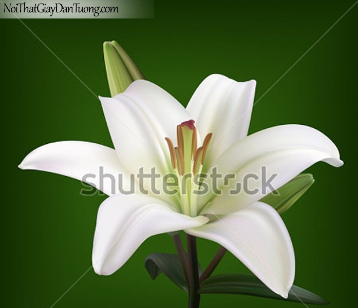 Tranh dán tường | Bức tranh bông hoa loa kèn trắng tuyệt đẹp DA2364